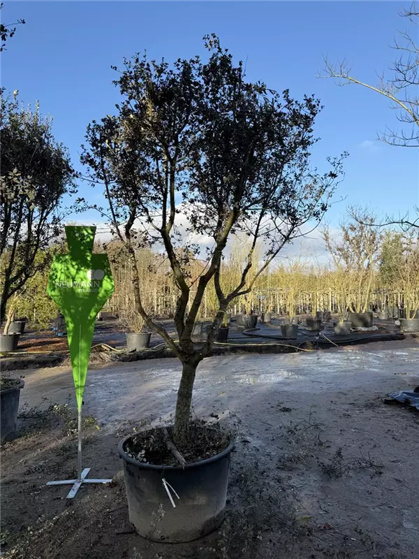 Quercus ilex 'Rotundifolia'