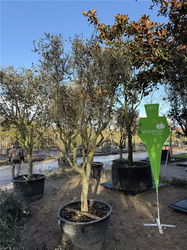 Quercus ilex 'Rotundifolia'