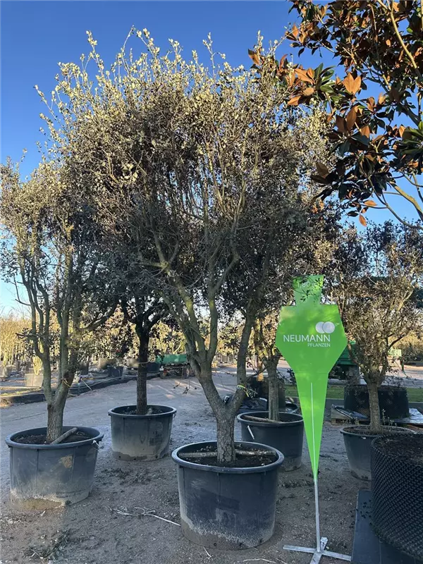 Quercus ilex 'Rotundifolia'