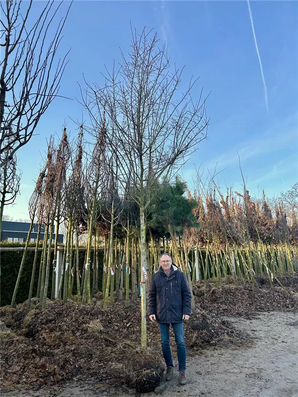 Crataegus prunifolia 'Splendens'