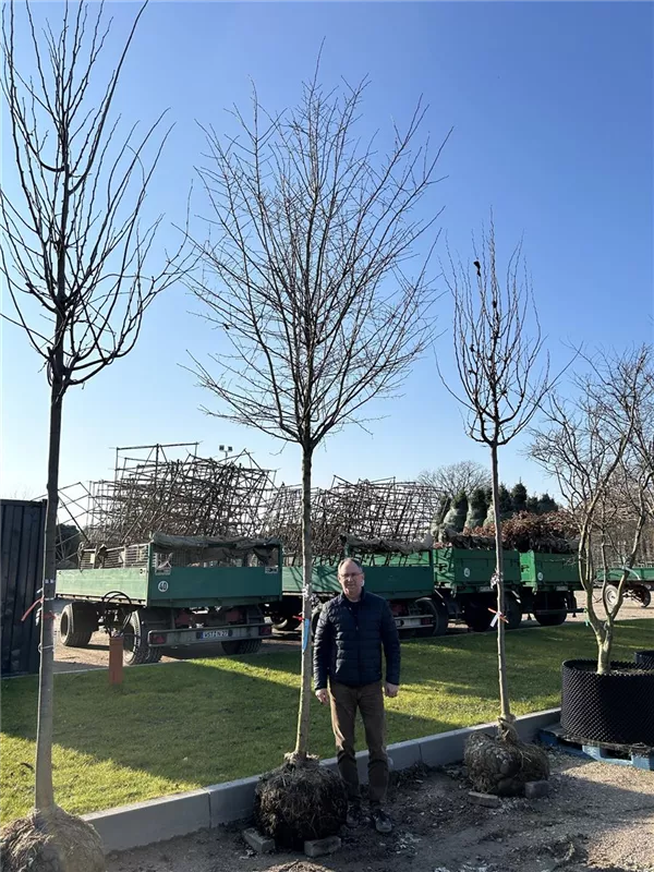 Crataegus prunifolia 'Splendens'