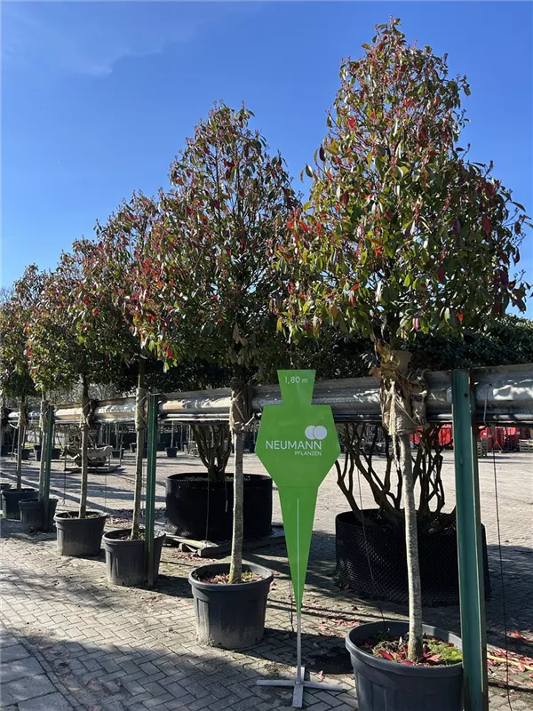 Photinia fraseri 'Red Robin'