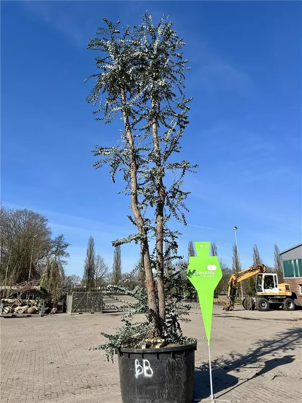Eucalyptus gunnii