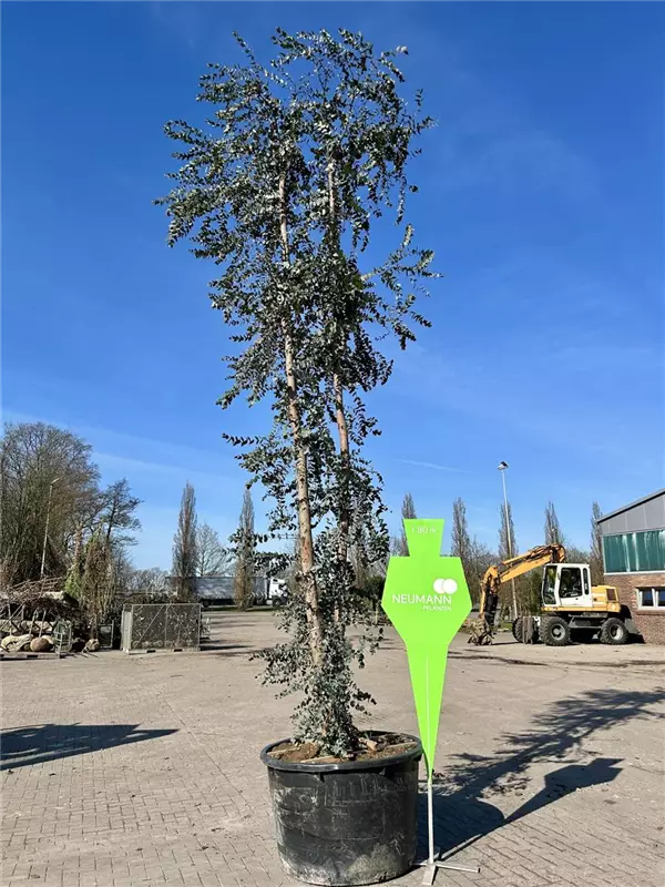 Eucalyptus gunnii