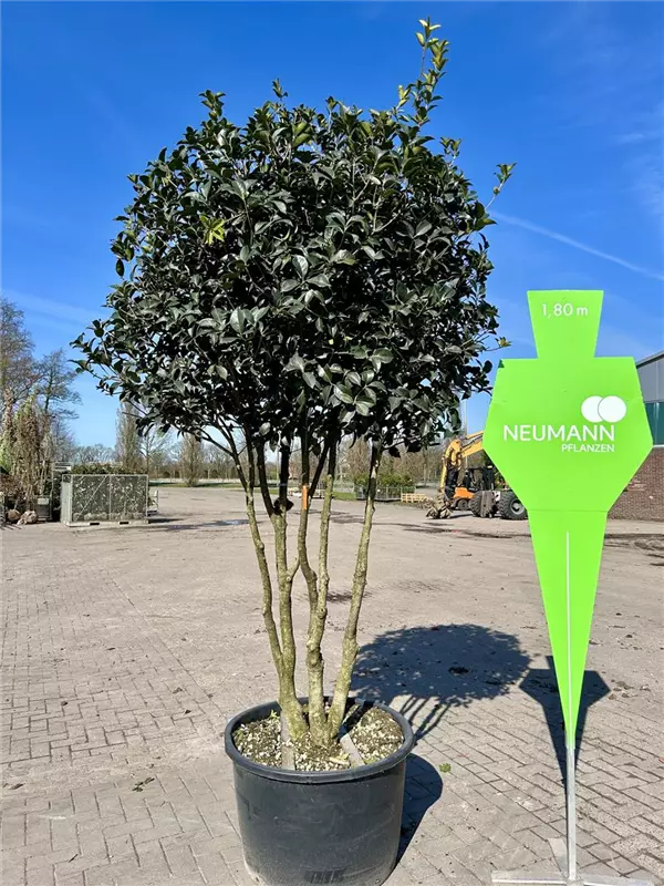 Osmanthus aquifolium