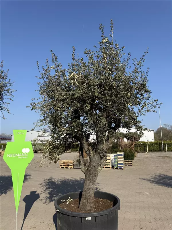 Quercus ilex 'Rotundifolia'