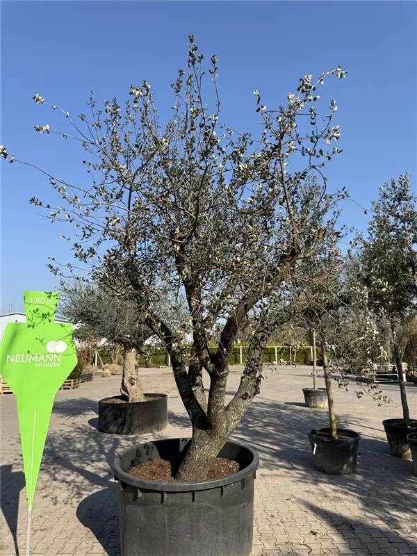 Quercus ilex 'Rotundifolia'