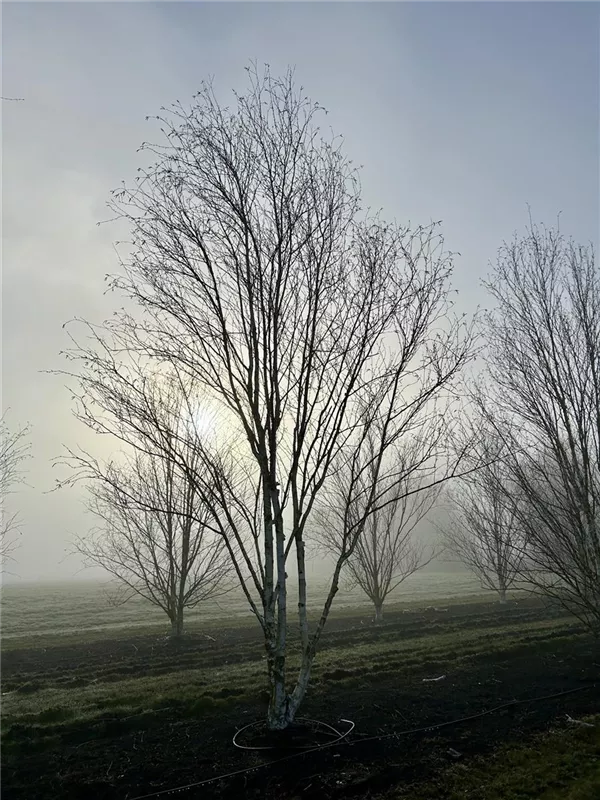 Betula jacquemontii