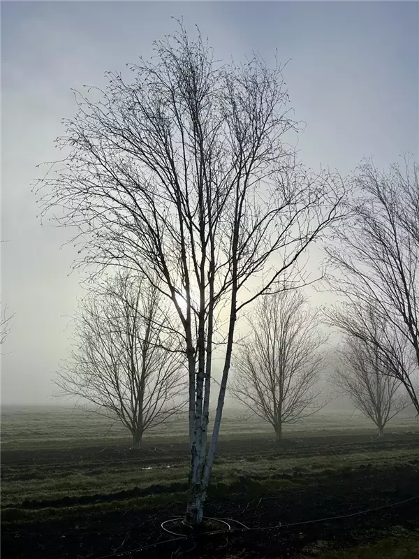 Betula jacquemontii