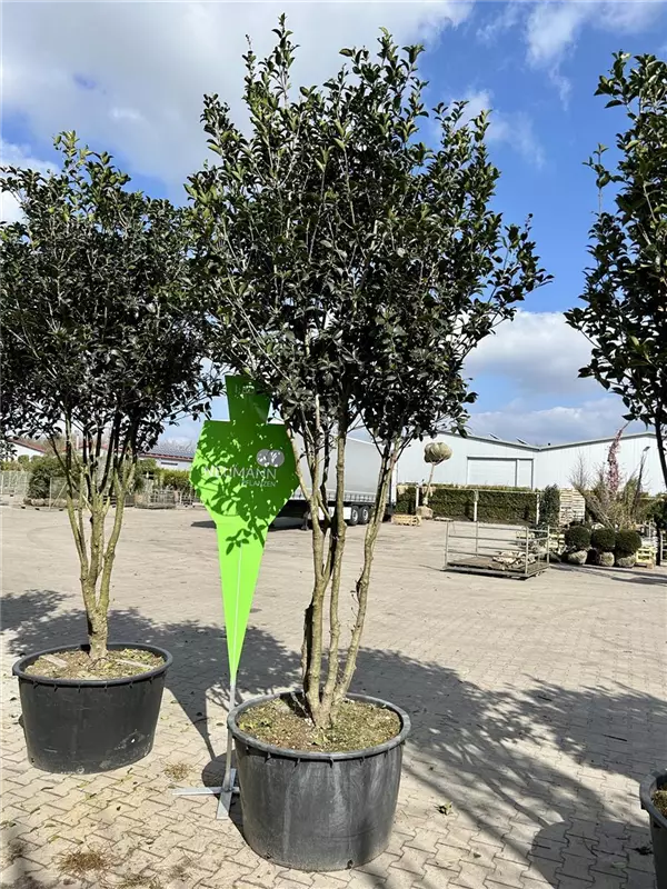 Osmanthus aquifolium