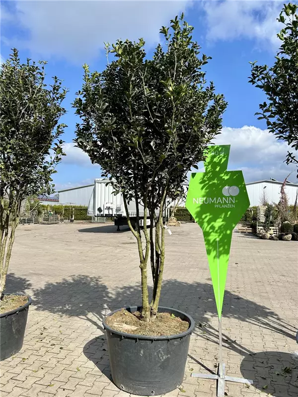 Osmanthus aquifolium