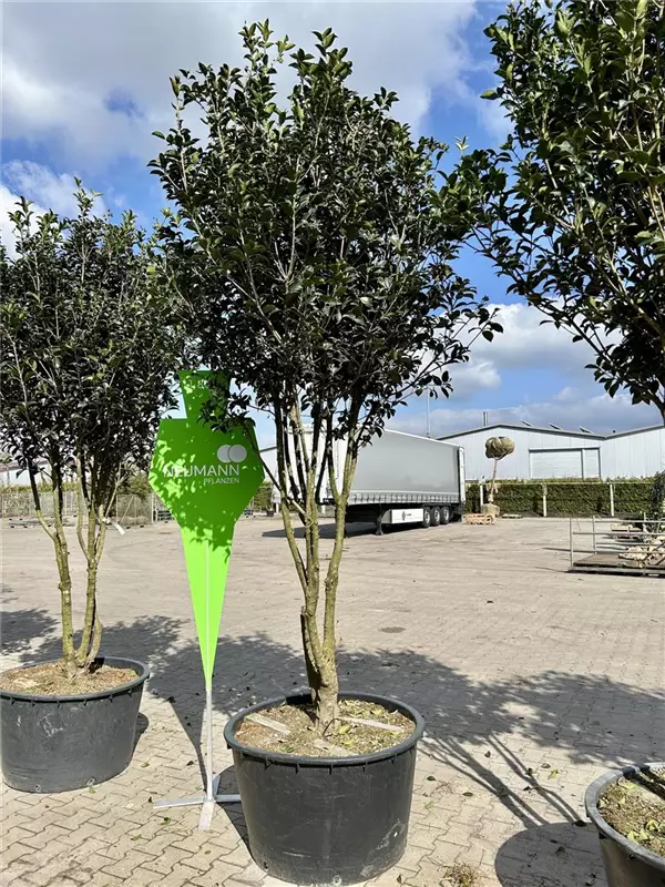 Osmanthus aquifolium