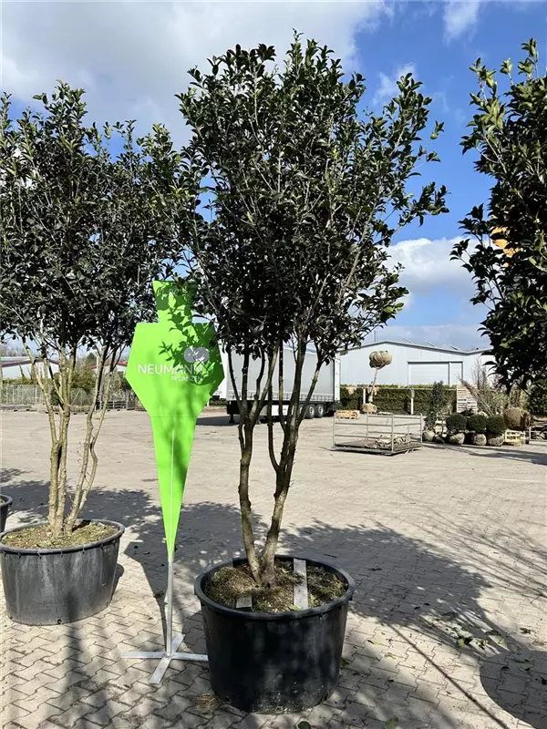 Osmanthus aquifolium