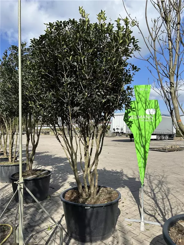 Osmanthus aquifolium