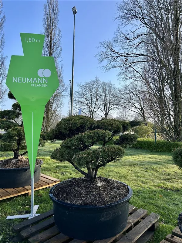Pinus mugo 'Mops'