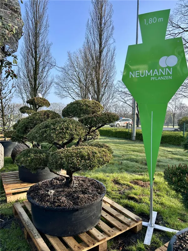 Pinus mugo 'Mops'