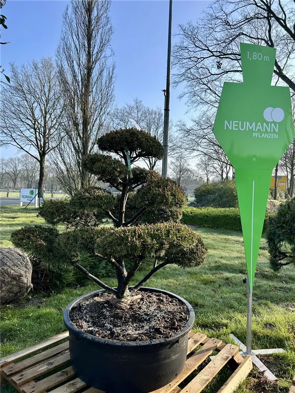 Pinus mugo 'Mops'