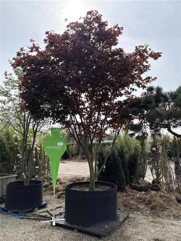 Acer palmatum 'Atropurpureum'