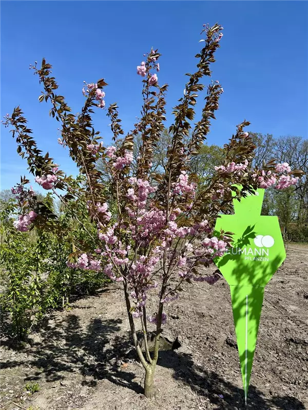 Prunus serrulata 'Kanzan'