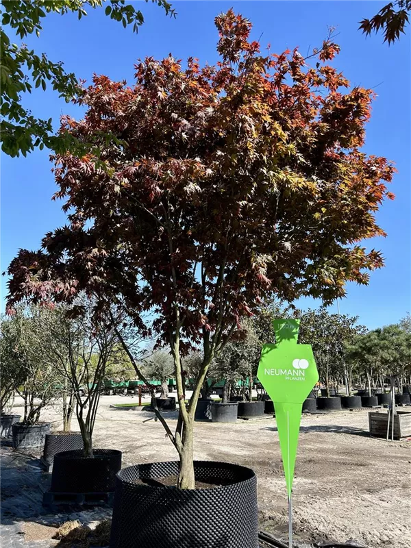 Acer palmatum 'Atropurpureum'