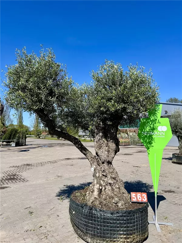 Olea europaea 'Lechin'