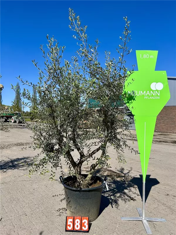 Olea europaea
