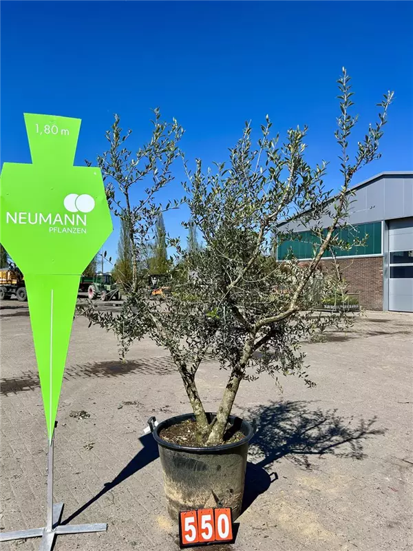 Olea europaea