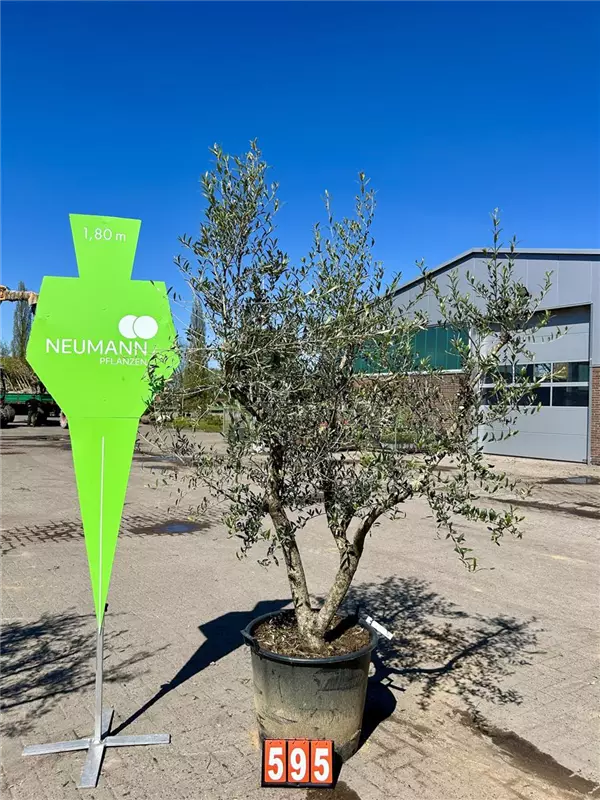 Olea europaea