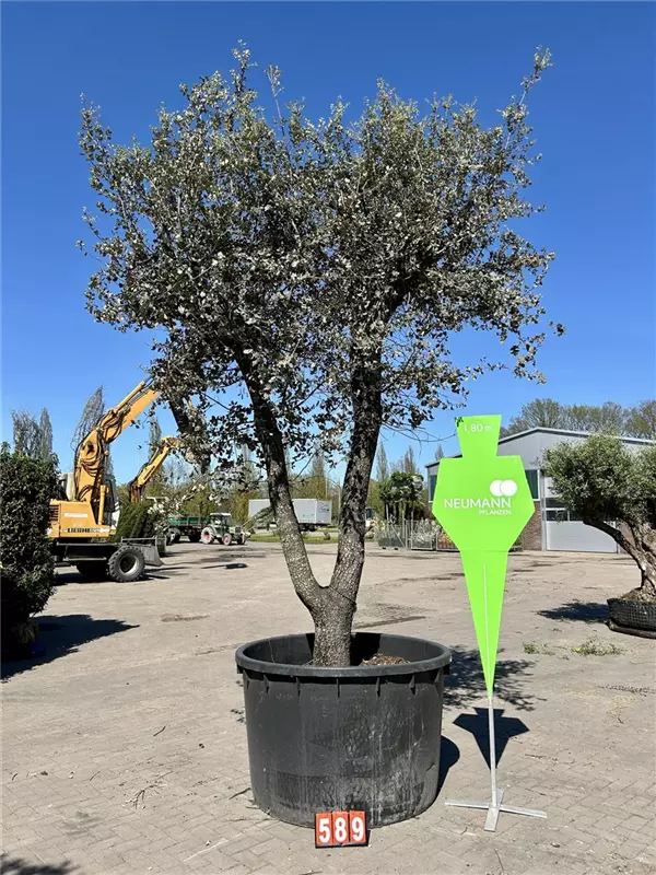 Quercus ilex 'Rotundifolia'
