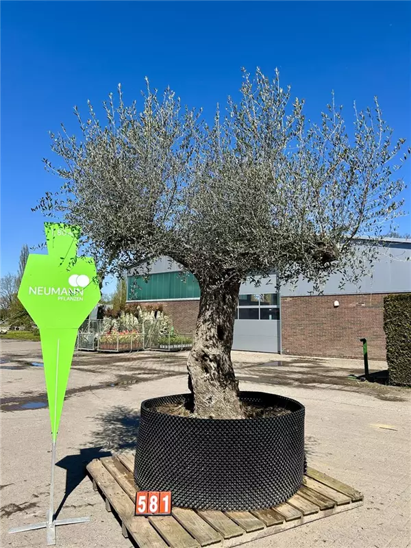 Olea europaea