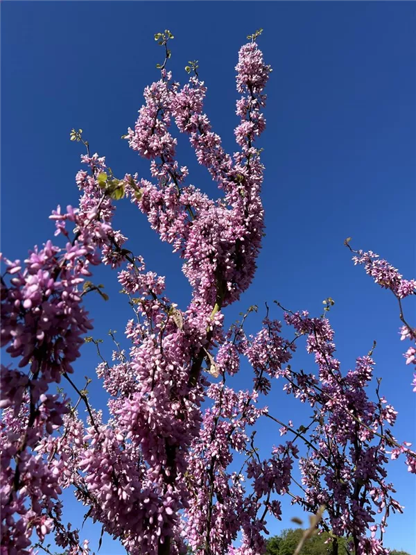 Cercis siliquastrum