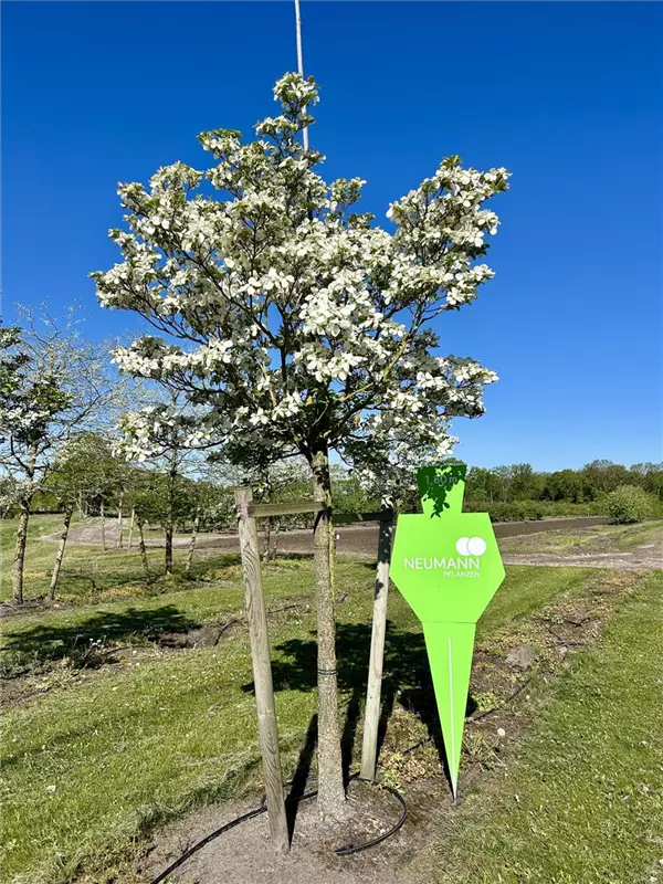 Cornus kousa chinensis 'Weiße Fontaine'