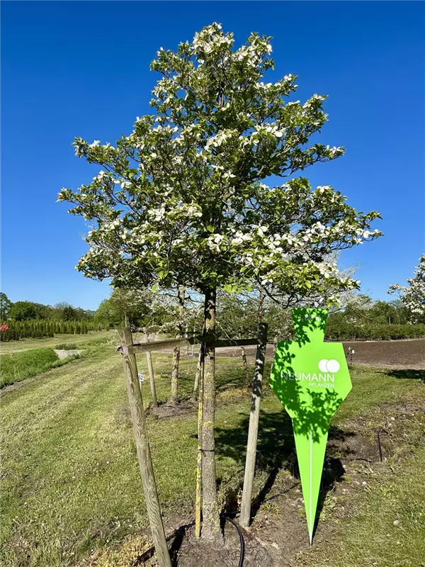 Cornus kousa chinensis 'Weiße Fontaine'