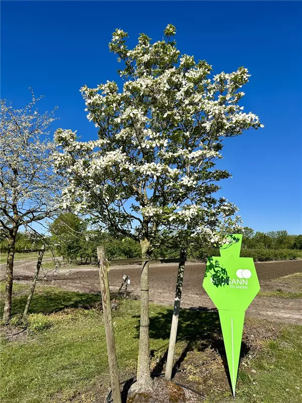 Cornus kousa chinensis 'Weiße Fontaine'