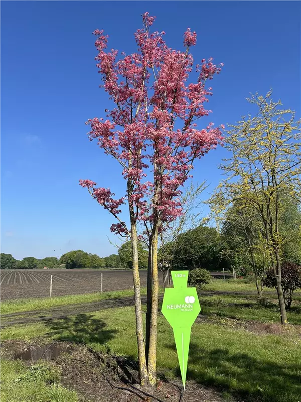Toona sinensis 'Flamingo'