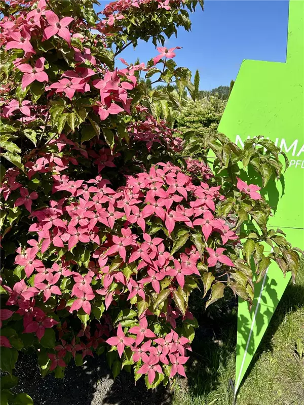 Cornus kousa 'Scarlet Fire' -R-