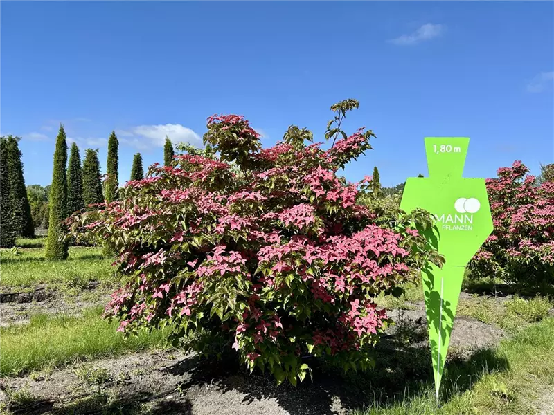 Cornus kousa 'Scarlet Fire' -R-