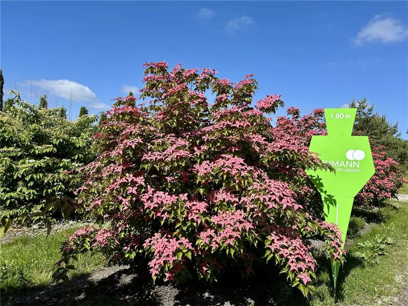 Cornus kousa 'Scarlet Fire' -R-