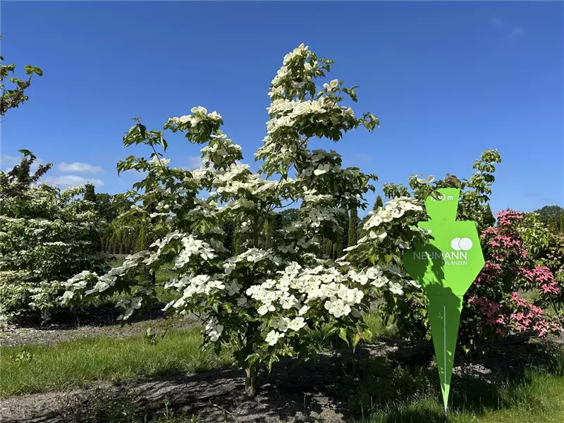 Cornus kousa 'Venus' -R-