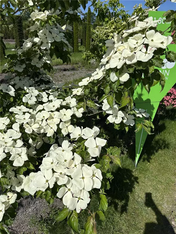 Cornus kousa 'Venus' -R-