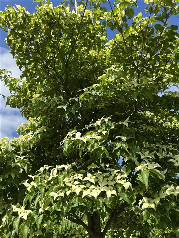 Cornus kousa chinensis