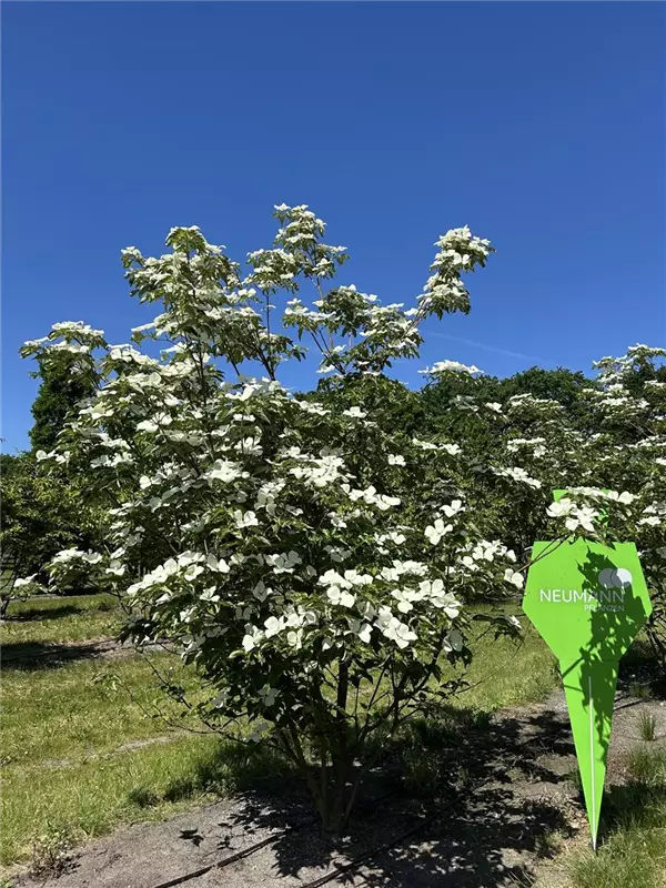 Cornus kousa 'Venus' -R-