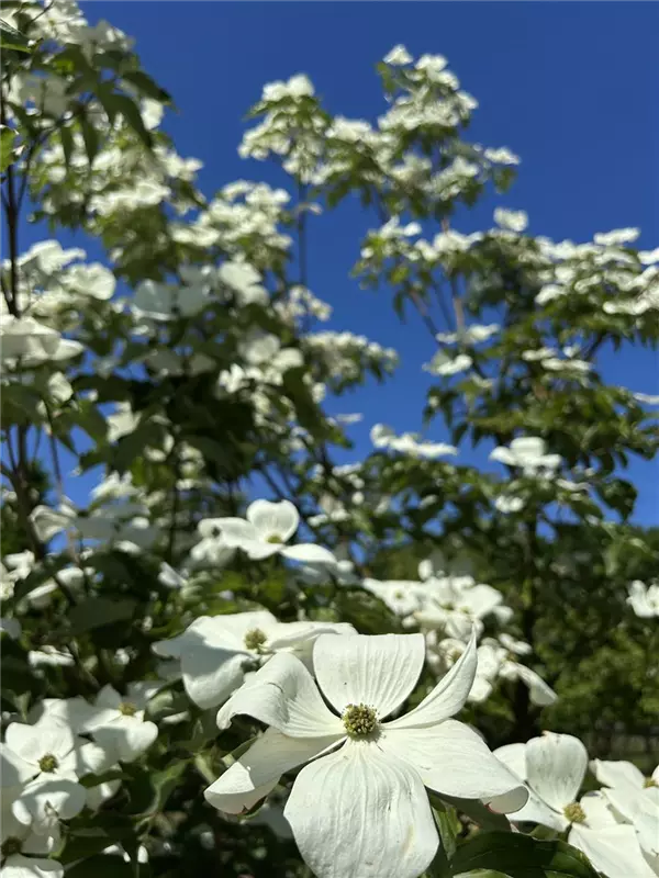 Cornus kousa 'Venus' -R-