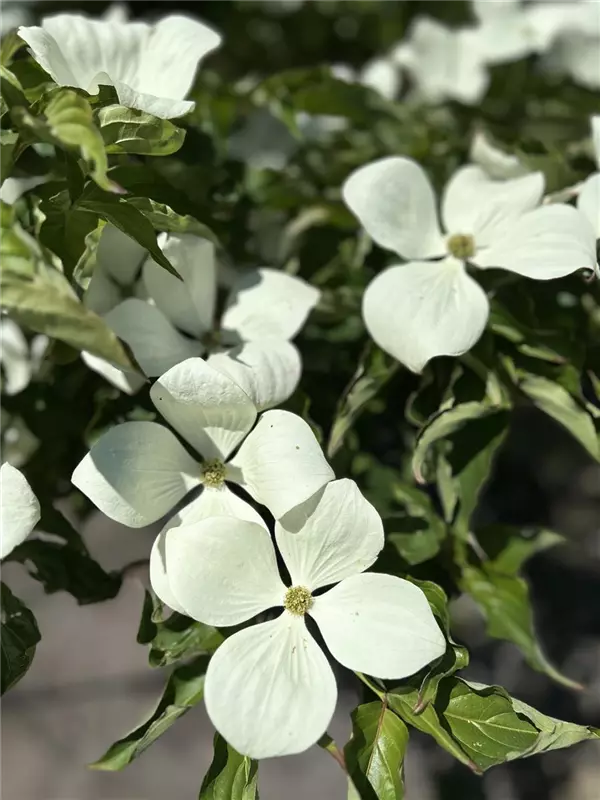 Cornus kousa 'Venus' -R-