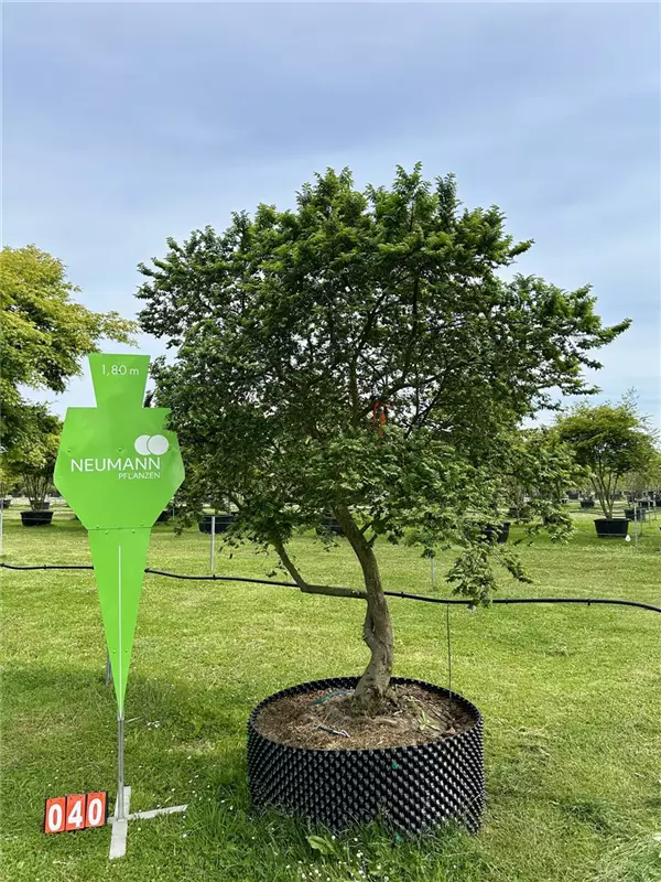 Ulmus hollandica 'Jacqueline Hillier'