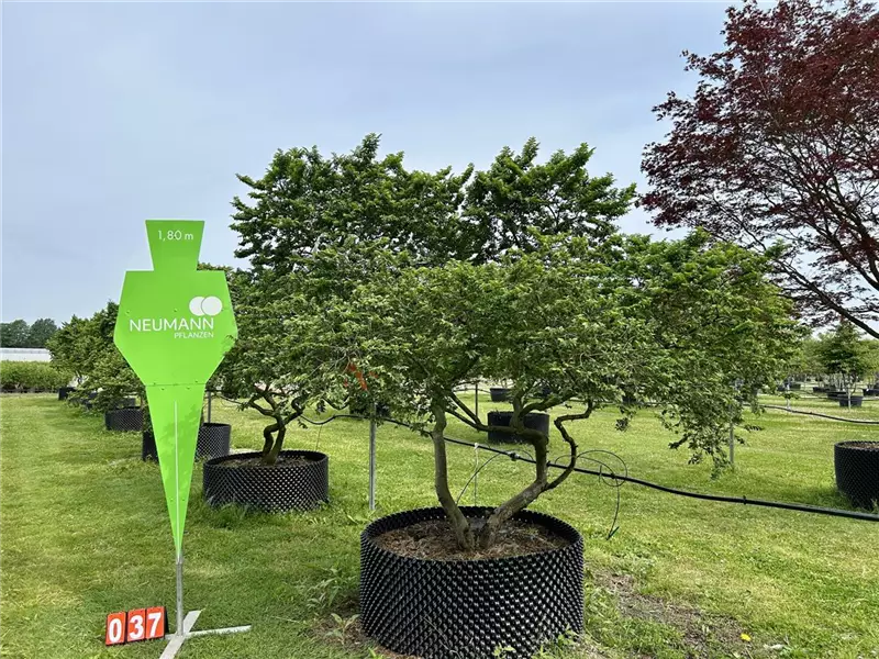 Ulmus hollandica 'Jacqueline Hillier'