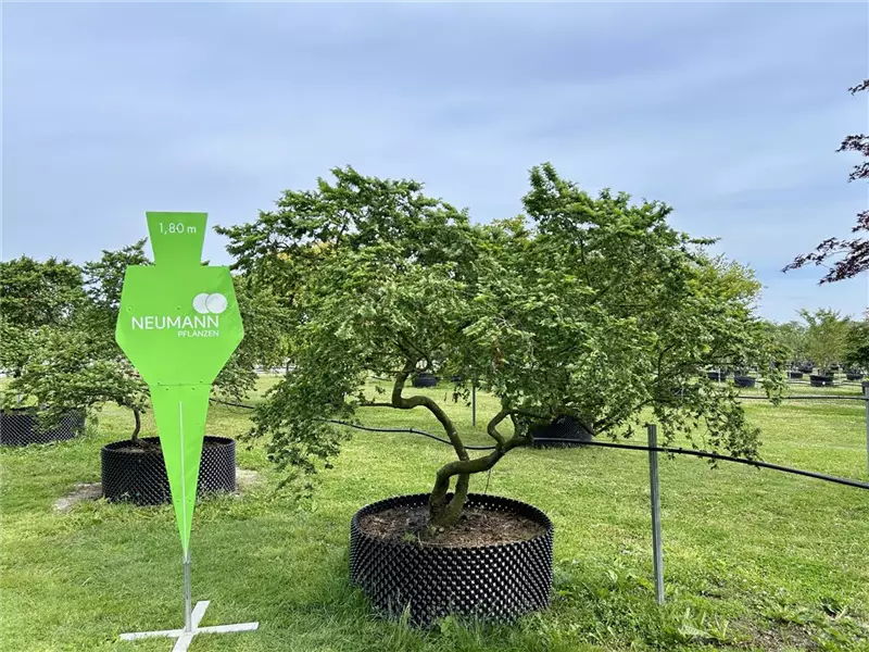Ulmus hollandica 'Jacqueline Hillier'