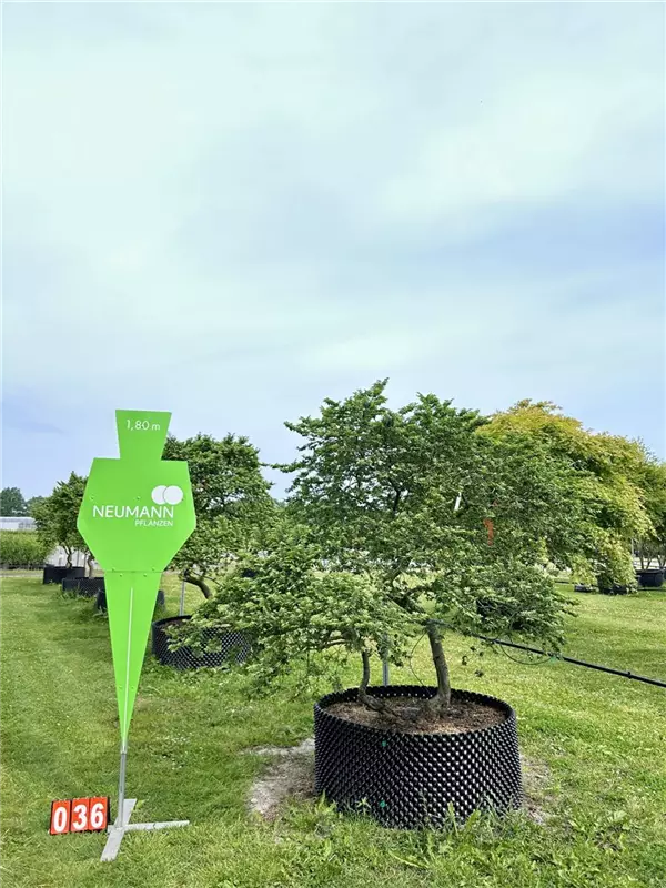 Ulmus hollandica 'Jacqueline Hillier'