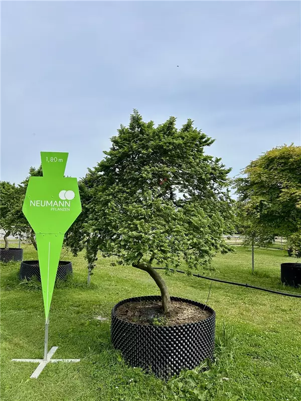 Ulmus hollandica 'Jacqueline Hillier'