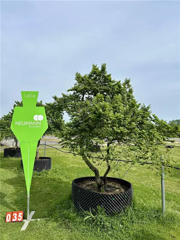 Ulmus hollandica 'Jacqueline Hillier'